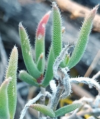 Trichodiadema strumosum