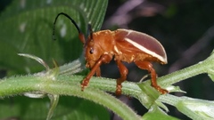 Pythais scutigera