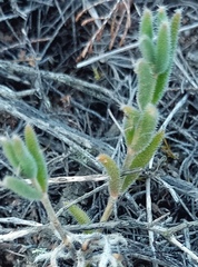 Trichodiadema strumosum