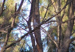 Streptopelia decaocto