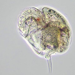 Cephalodella ventripes