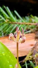 Scoliopus hallii