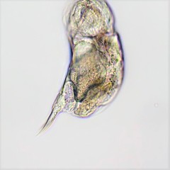 Cephalodella ventripes