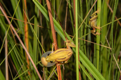 Hyperolius quinquevittatus