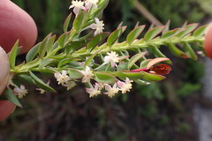 Struthiola hirsuta