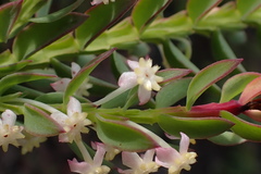 Struthiola hirsuta