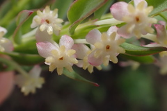 Struthiola hirsuta