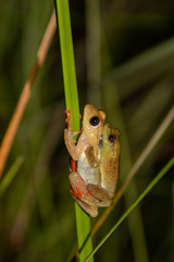 Hyperolius kachalolae