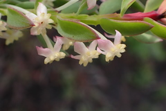Struthiola hirsuta