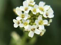 Calepina irregularis