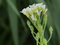 Calepina irregularis