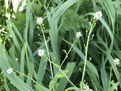 Calepina irregularis