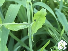 Calepina irregularis