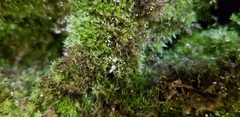 Rhynchostegiella tenella