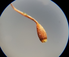 Rhynchostegiella tenella