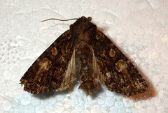 Apamea rubrirena