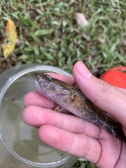 Oxyeleotris marmorata