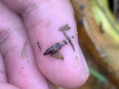 Oxyeleotris marmorata