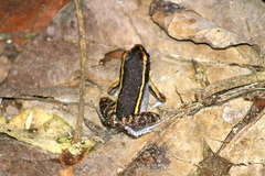 Lithodytes lineatus