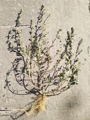 Chenopodium striatiforme