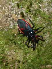 Micrauchenus lineola