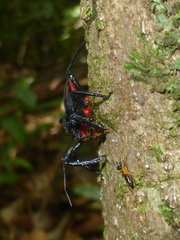 Micrauchenus lineola