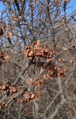 Wimmeria microphylla