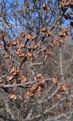 Wimmeria microphylla