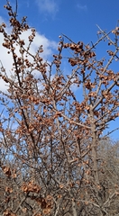 Wimmeria microphylla