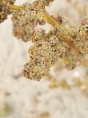 Chenopodium acerifolium