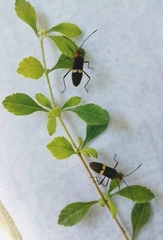 Insecta