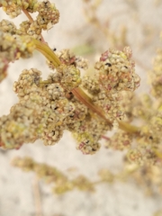 Chenopodium acerifolium