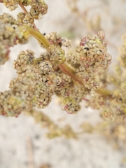 Chenopodium acerifolium