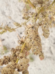 Chenopodium acerifolium