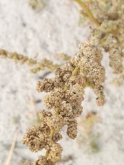 Chenopodium acerifolium