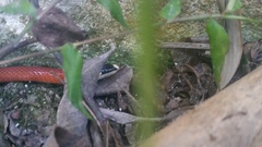 Apostolepis assimilis