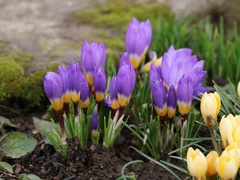 Crocus sublimis
