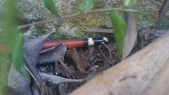 Apostolepis assimilis