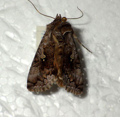 Syngrapha interrogationis