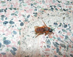 Dasyscolia ciliata