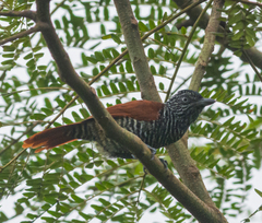 Thamnophilus palliatus