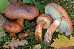 Tricholoma ustaloides