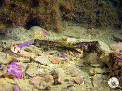 Derilambrus angulifrons