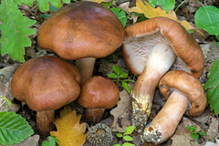 Tricholoma quercetorum
