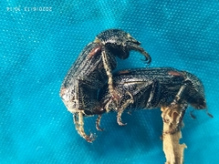 Scarabaeidae