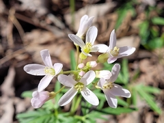 Cardamine dissecta