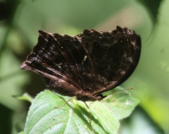 Protogoniomorpha temora temora