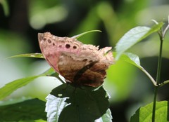 Protogoniomorpha temora temora