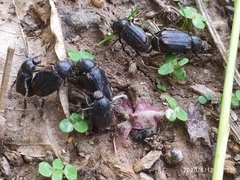 Scarabaeidae