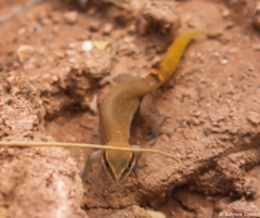 Saurodactylus brosseti